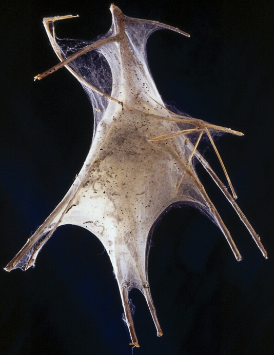 Tent Caterpillar Sculpture Tent Caterpillar - Untitled Sculpture - Web / Twigs