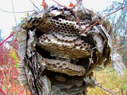 Wasp Sculpture Wasp Sculpture