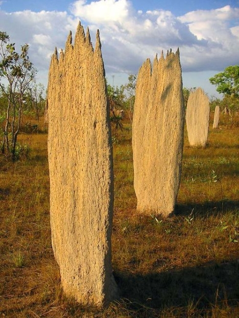 Termite Mounds Termite Mounds