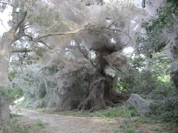 Spider Webs Spider Webs