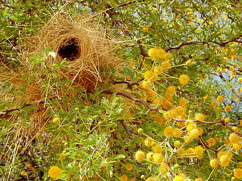 Weaver Bird Weaver Bird